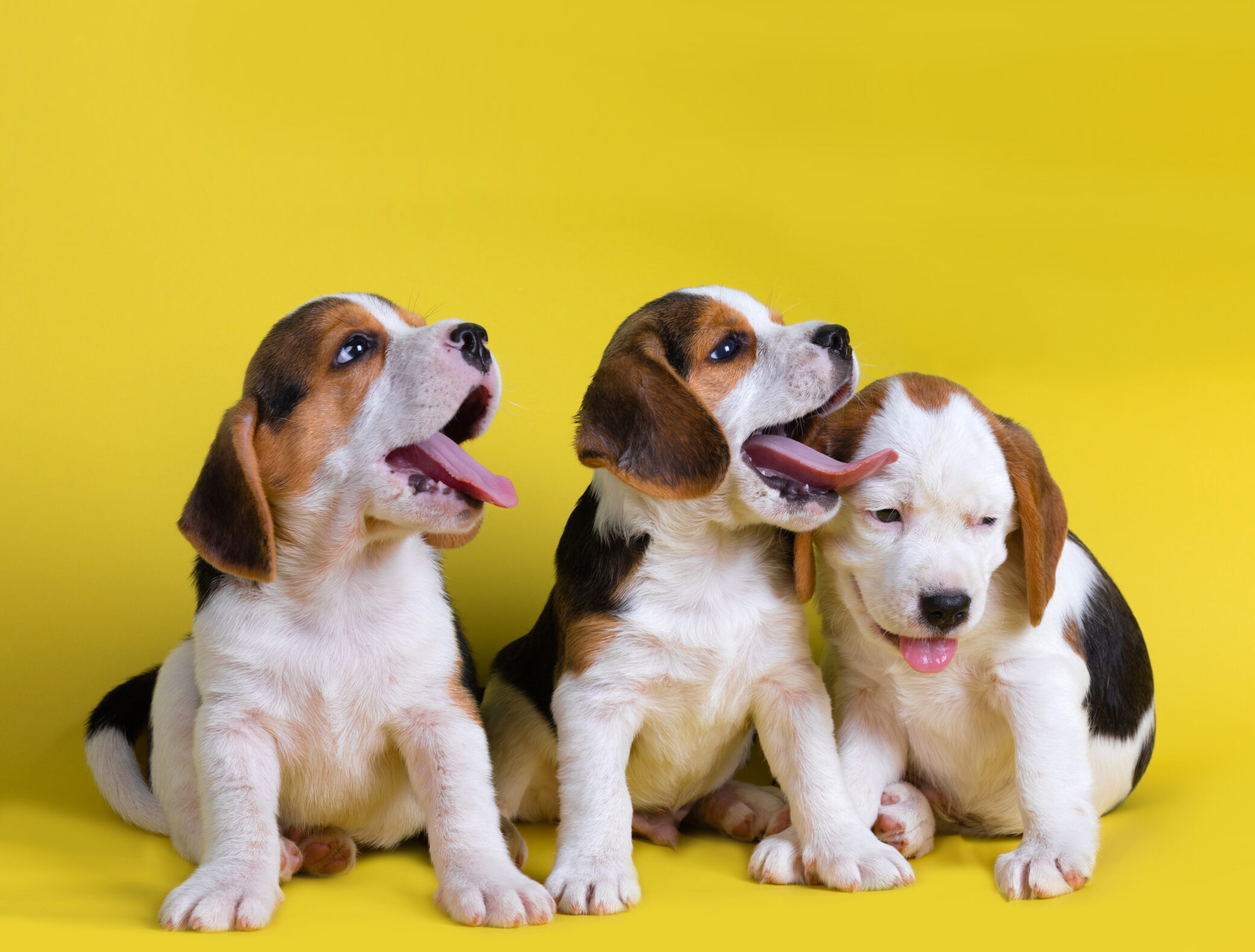 Beagle Puppies Fun Facts