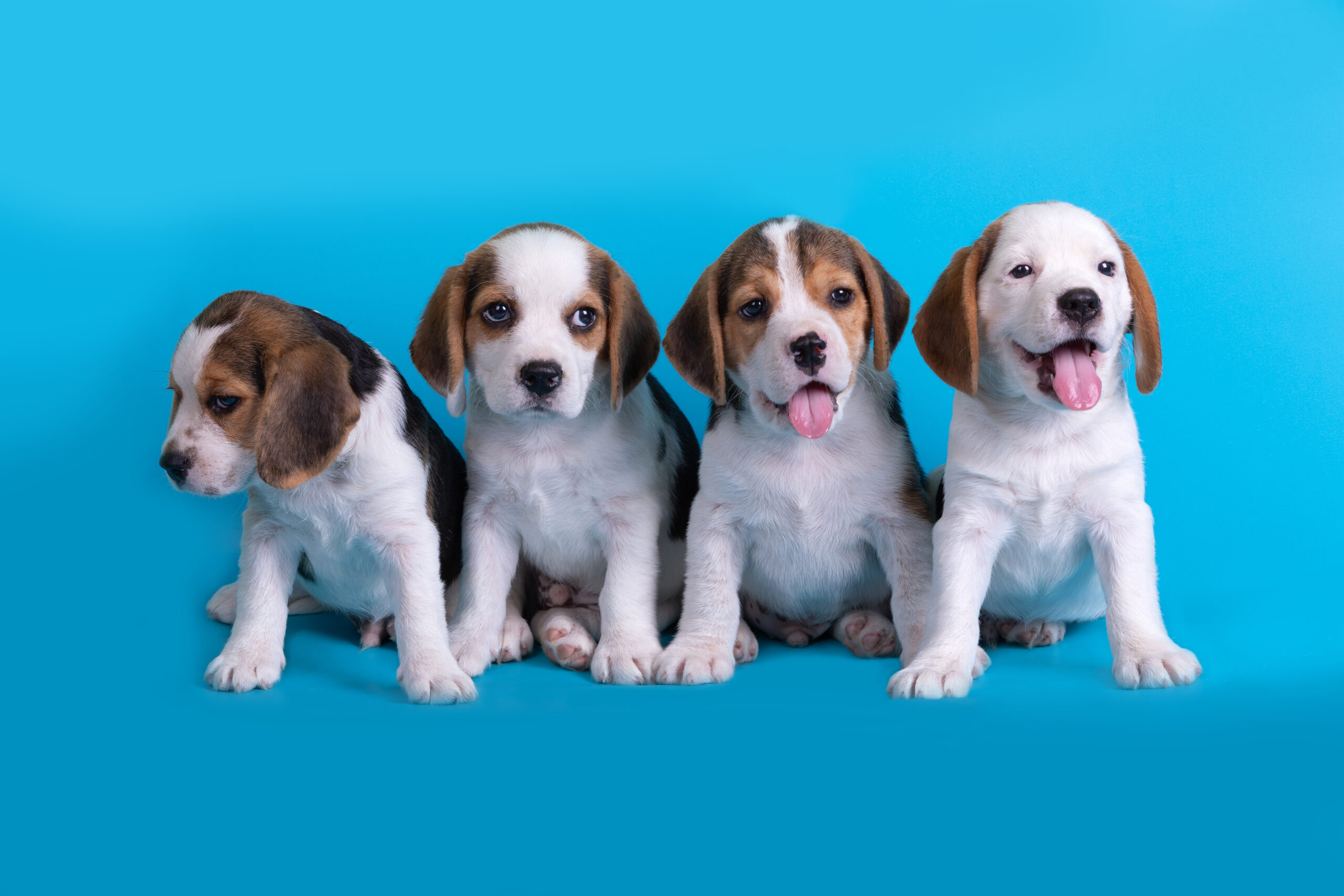 Beagle Puppies Tips & Advice