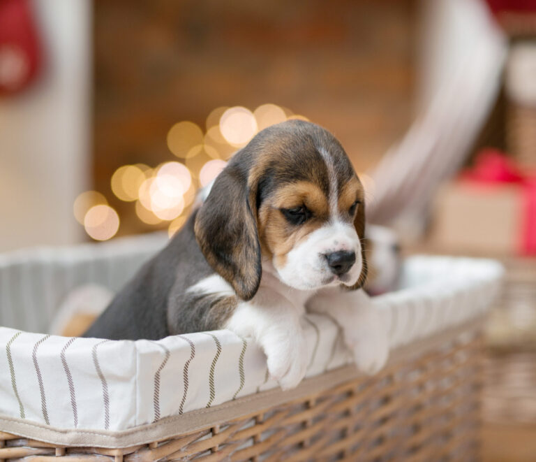 Beagle Puppies Taking Care